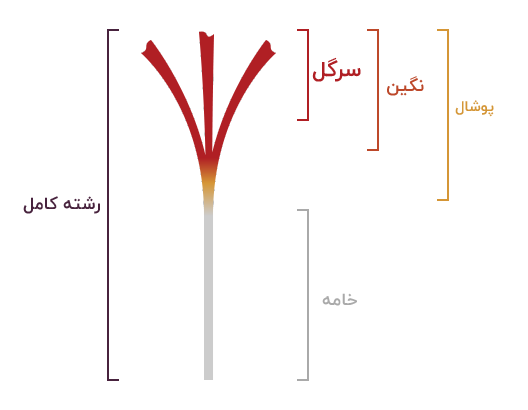 انواع زعفران